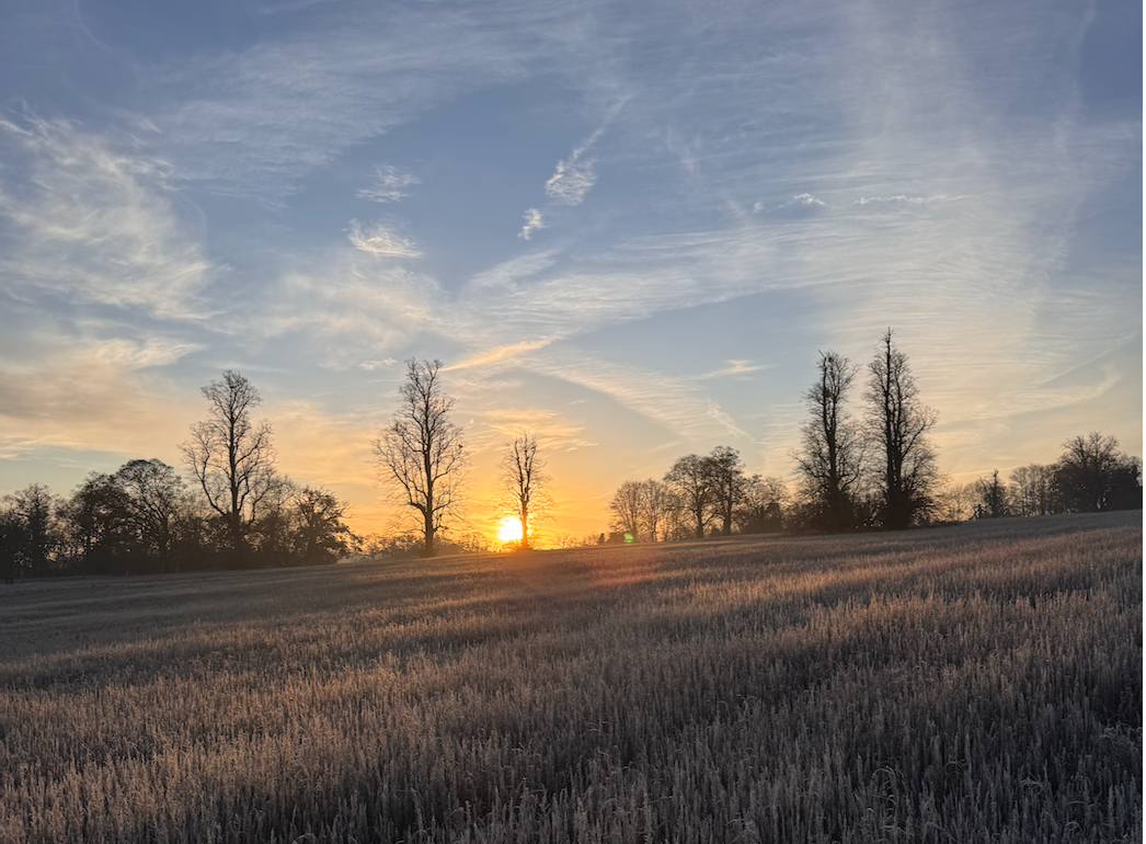 Saffron Walden Fields Scene