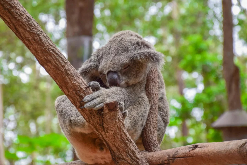 The Crucial Link Between Sleep and Gut Health